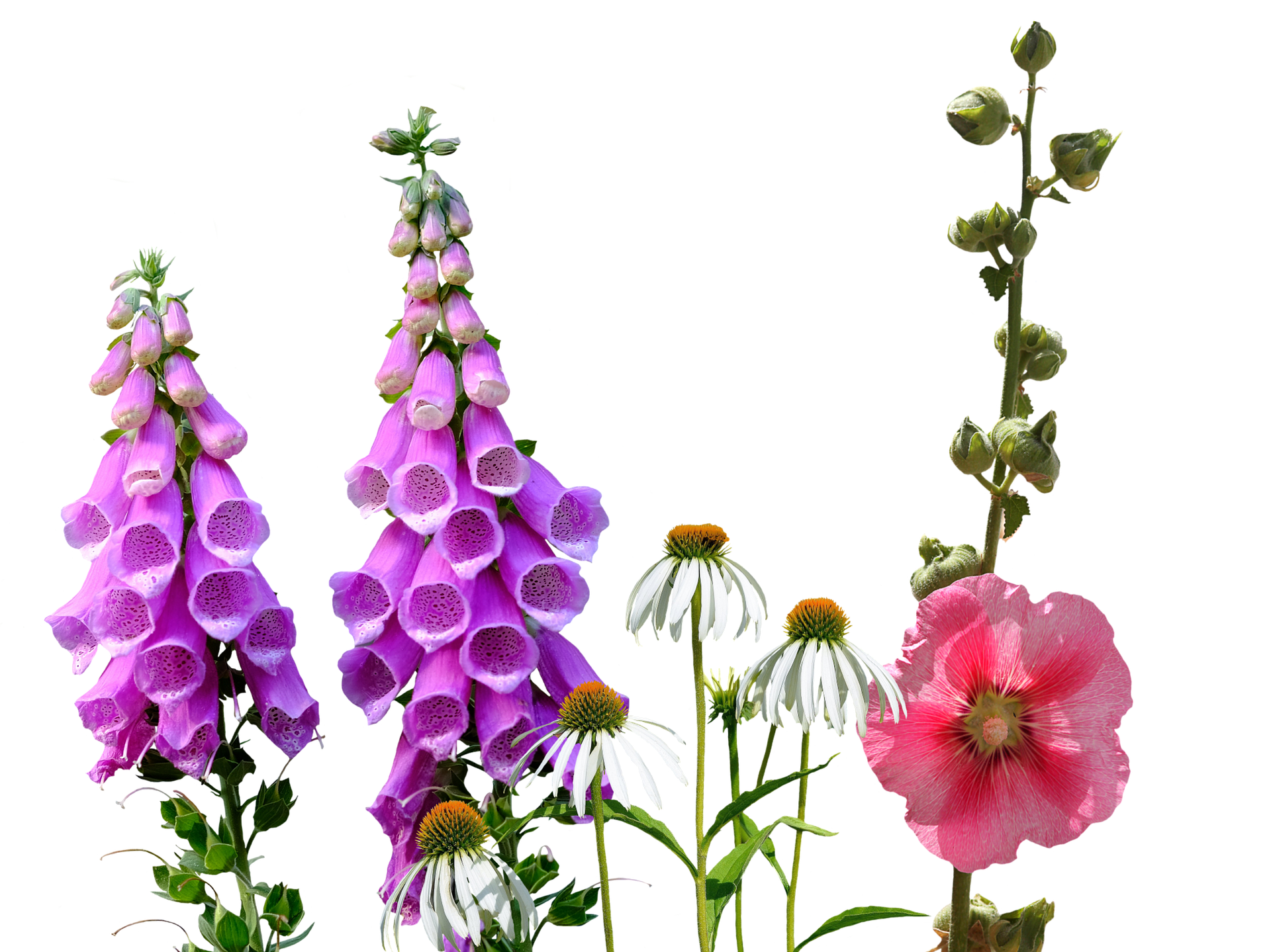 Colorful Meadow Flowers Transparent Background