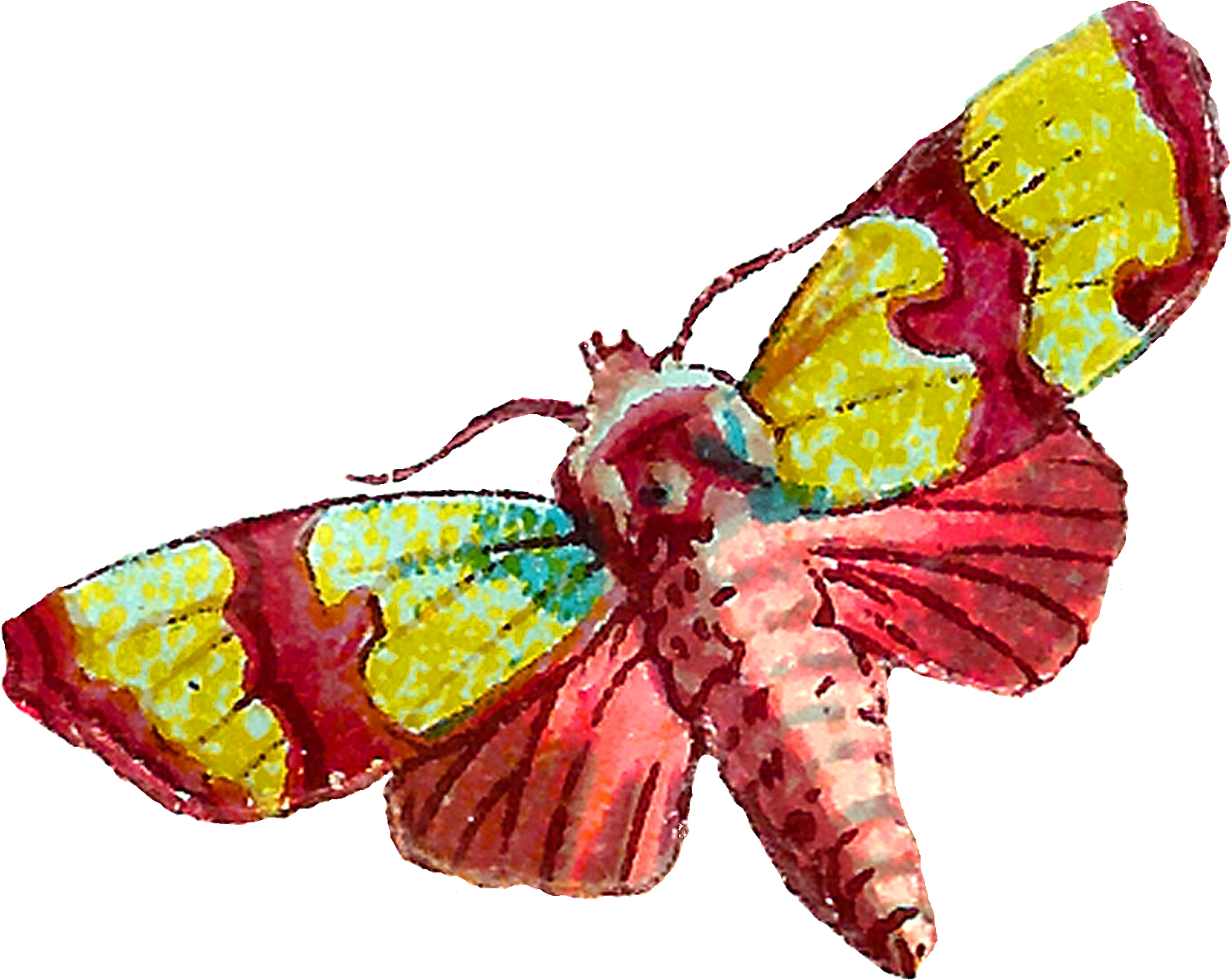 Colorful Moth Illustration