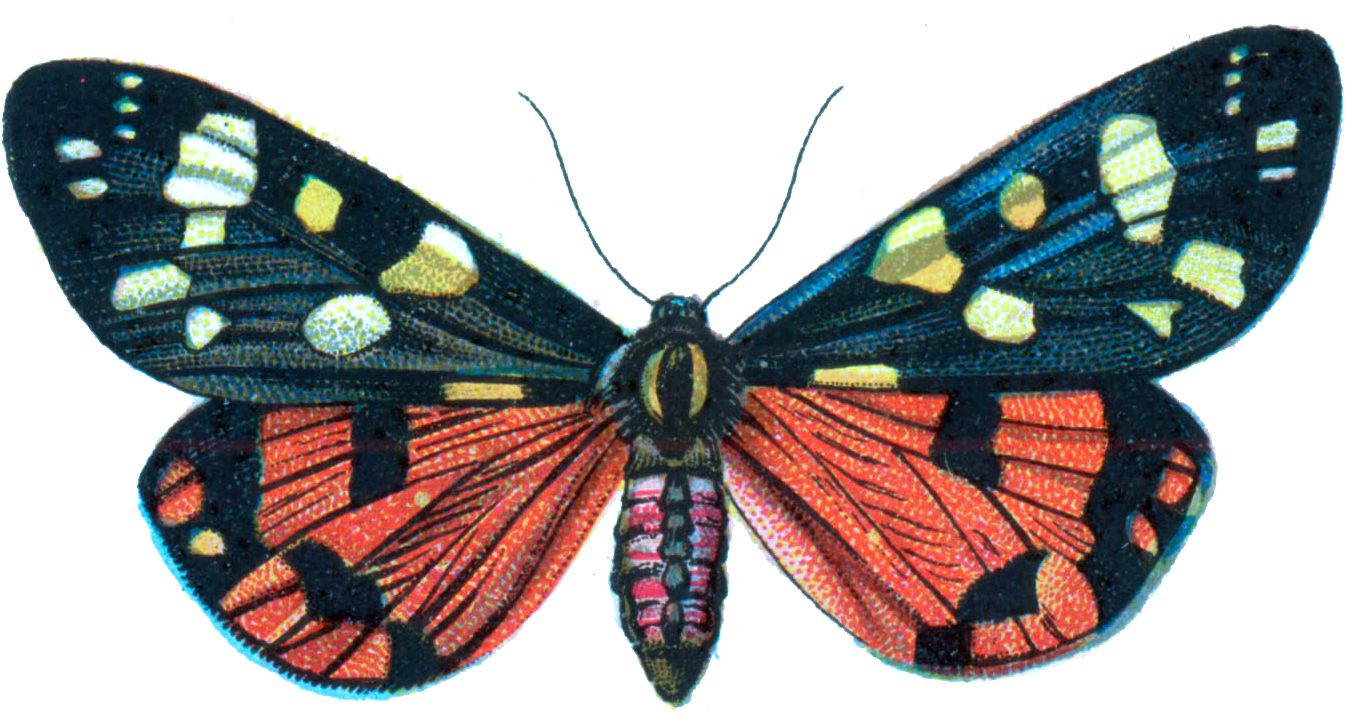 Callimorpha Dominula - Moths Png File, Transparent Png PNG image with a transparent background, free high-resolution download