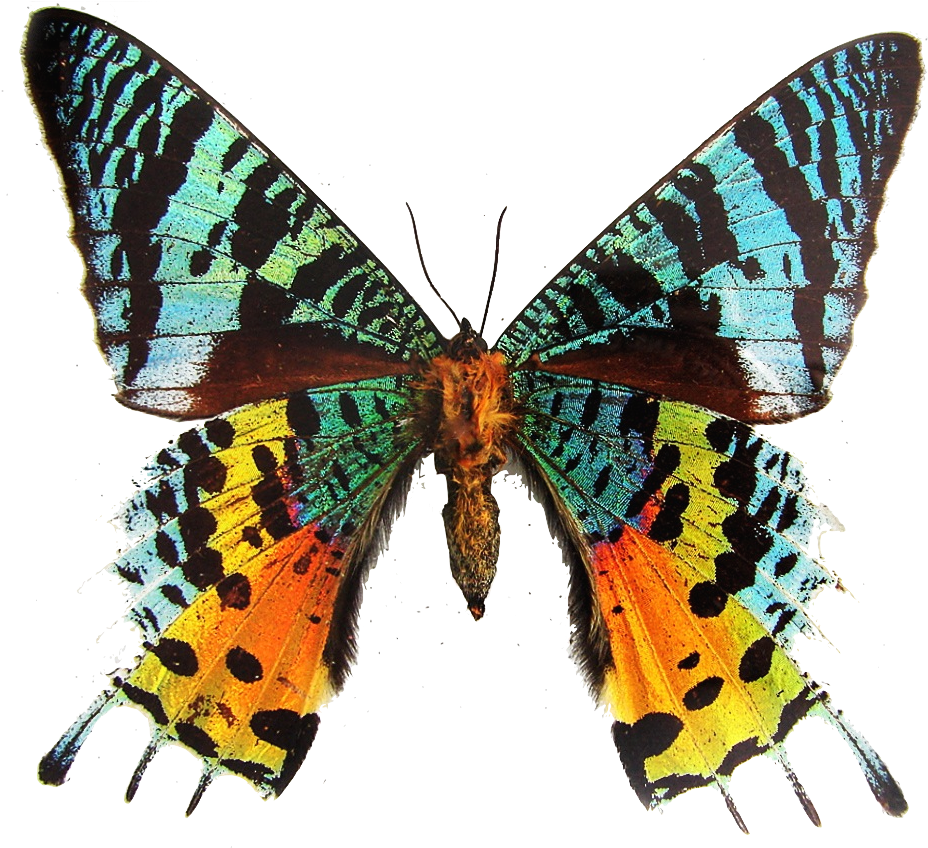 Colorful_ Moth_ Spread_ Wings