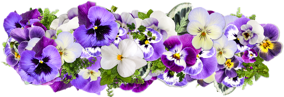 Colorful Pansy Flowers Transparent Background