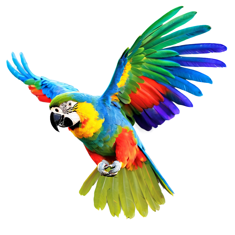 Colorful Parrot Flying Png 7