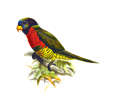 Colorful Parrot Illustration PNG with transparent background