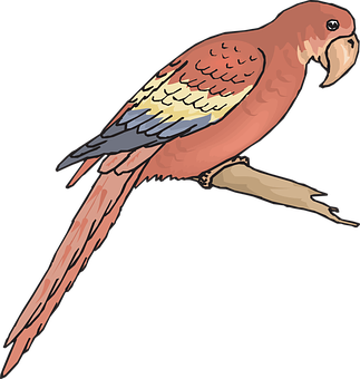 Colorful Parrot Illustration