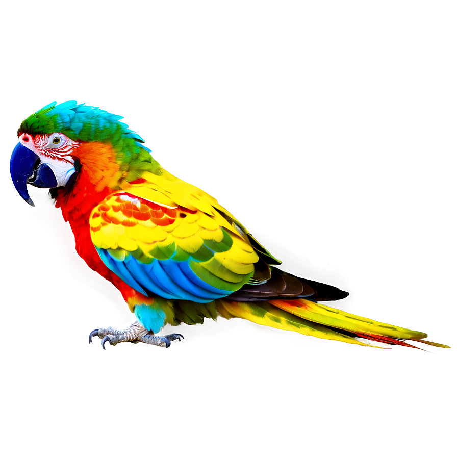 Colorful Parrot Png 88