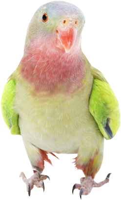 Colorful Parrot Portrait.png