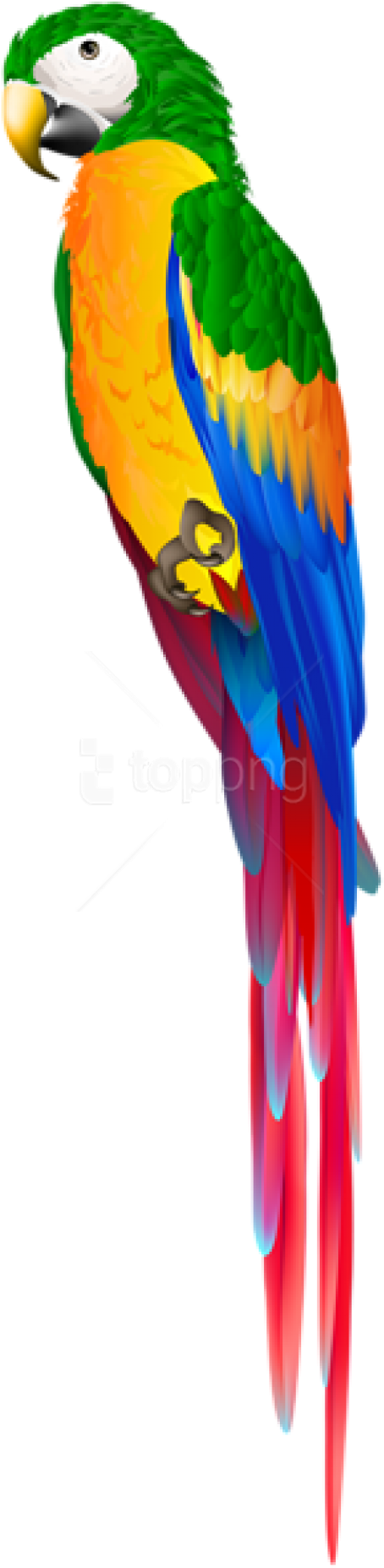 Free Png Download Parrot Green Png Images Background - Parrot Images In Png PNG with transparent background