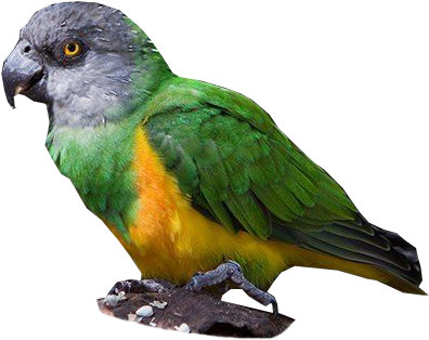 Senegal Parrot - Niam Niam Parrot PNG with transparent background