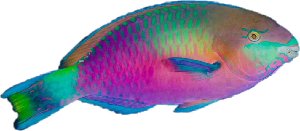 Colorful Parrotfish Side View