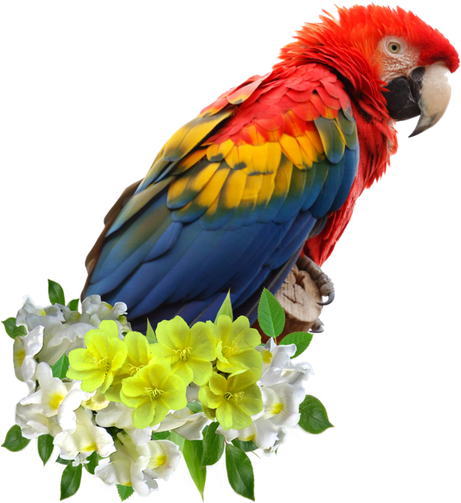 Parrots - Parrot Face PNG with transparent background