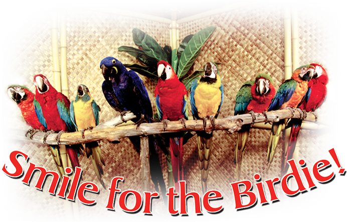 Colorful_ Parrots_ On_ Perch_ Photo Booth_ Backdrop