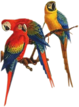 Bd-69 - Parrots On Branch Png PNG with transparent background