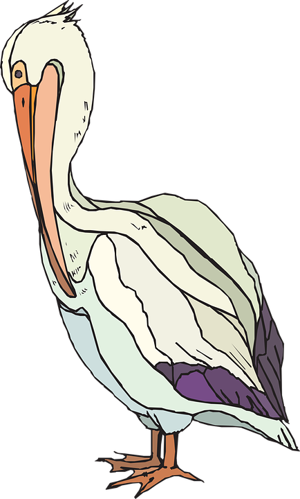 Colorful Pelican Illustration.png