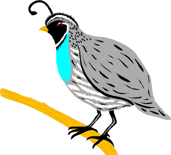 Colorful Quail Illustration