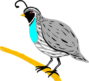 Colorful Quail Illustration