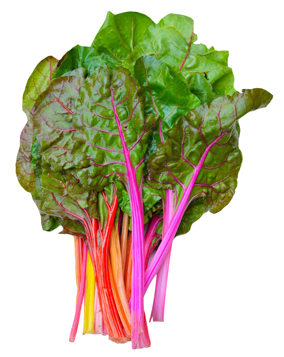 Colorful Rainbow Chard Bunch PNG with transparent background