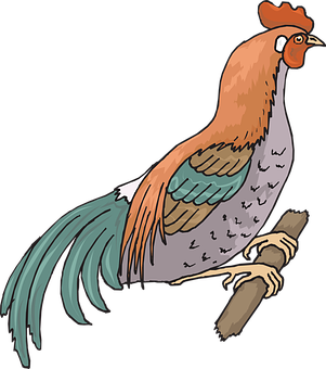 Colorful Rooster Illustration PNG with transparent background
