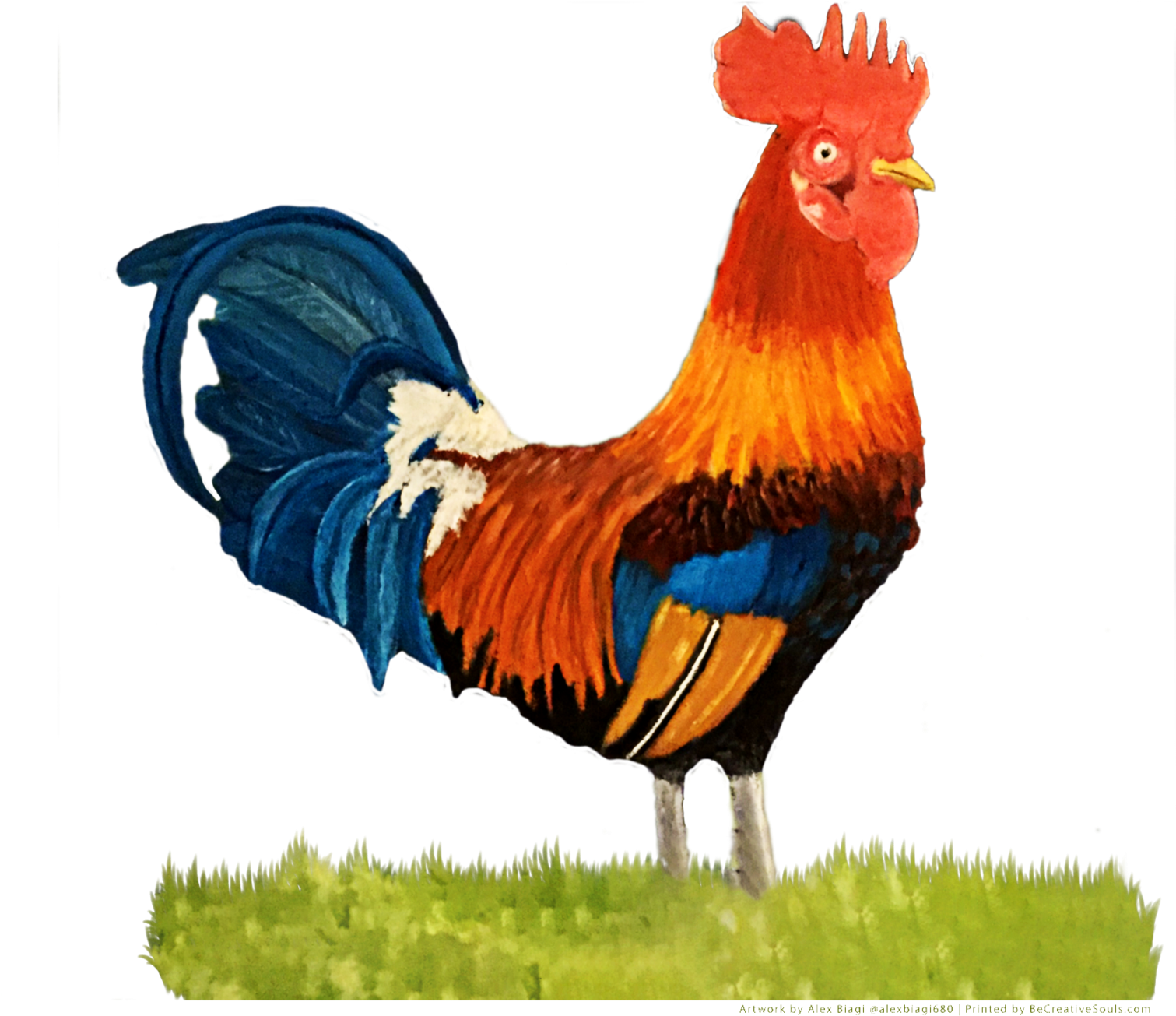 Colorful Rooster Standing