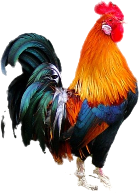 Colorful Rooster Standing Transparent Background