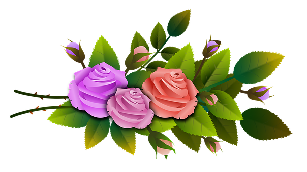 Colorful Roses Black Background PNG with transparent background