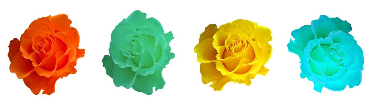 Colorful Roses Black Background PNG with transparent background