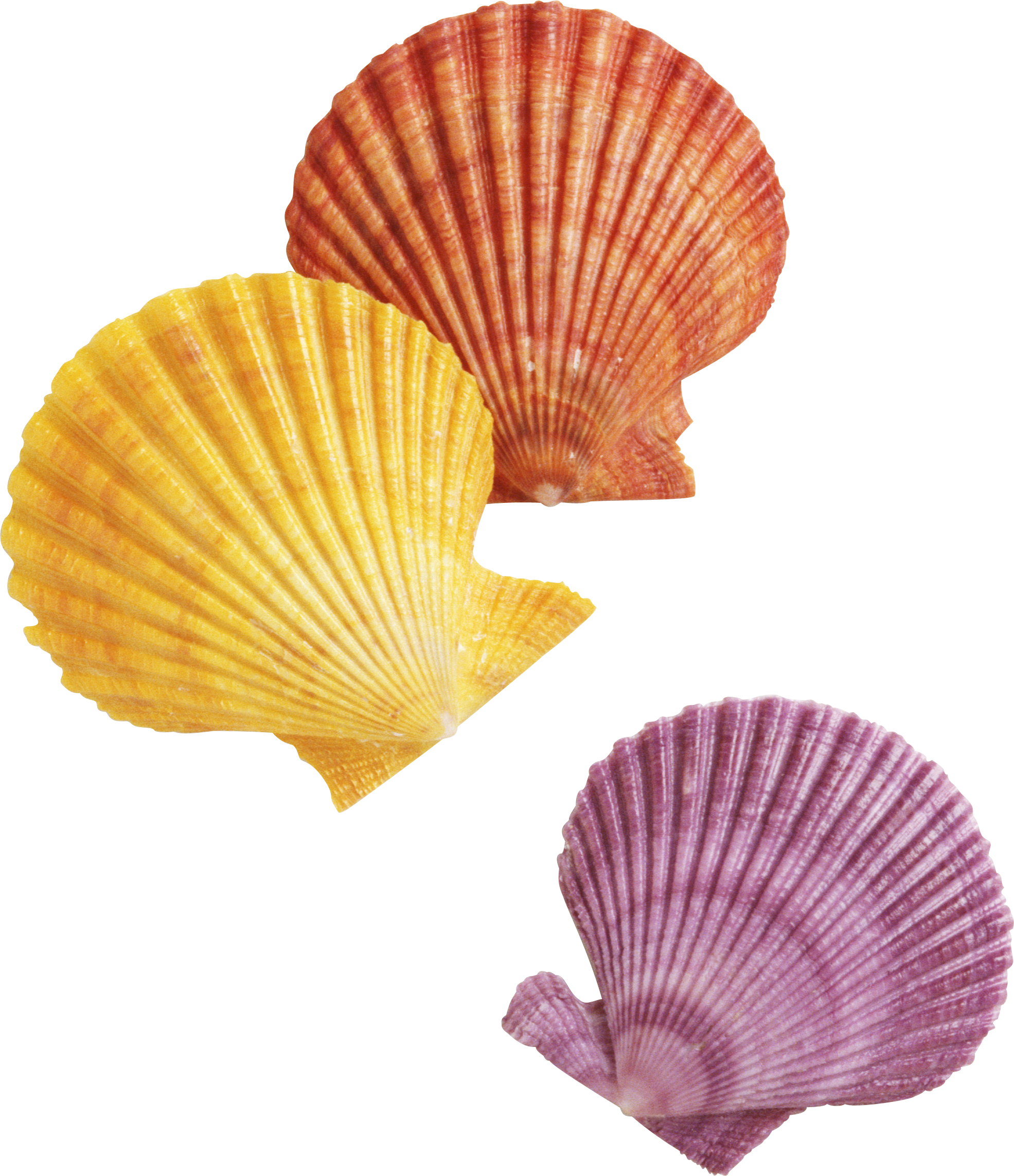 Colorful Scallop Shells