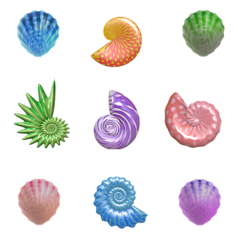 Colorful Sea Shells Collection PNG with transparent background