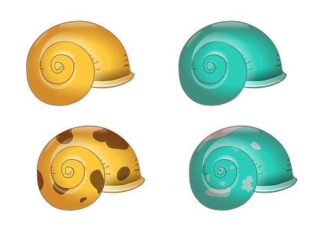 Colorful Sea Shells Illustration PNG with transparent background
