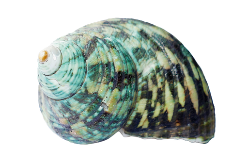 Colorful Seashellon Black Background PNG with transparent background