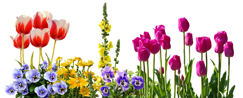 Colorful Spring Flowers Arrangement PNG with transparent background