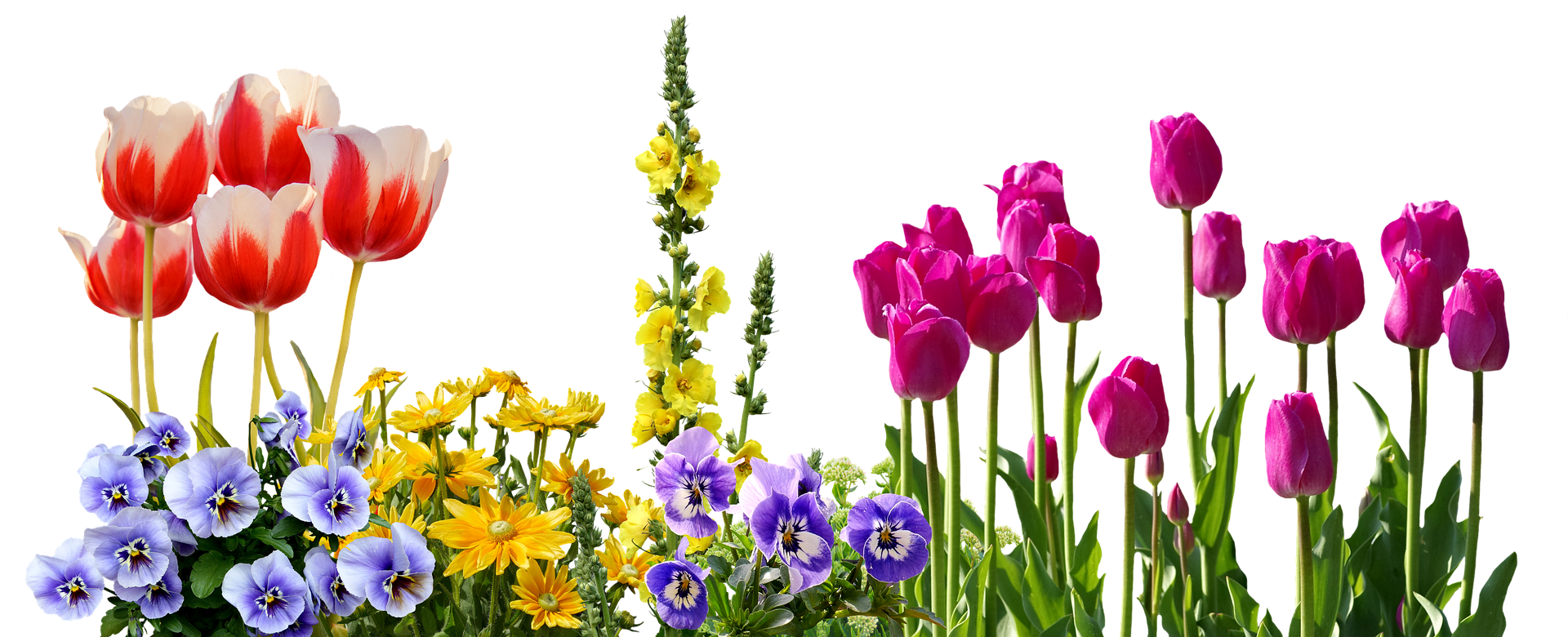 Colorful Spring Flowers Arrangement PNG with transparent background