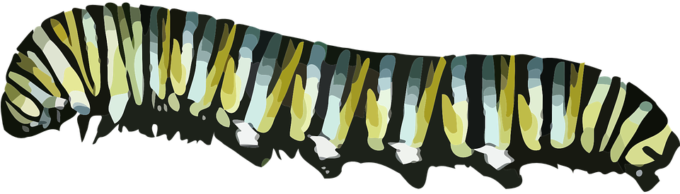 Caterpillar, Monarch Butterfly, Danaus Plexippus - Caterpillar With Transparent Background, HD Png Download PNG with transparent background