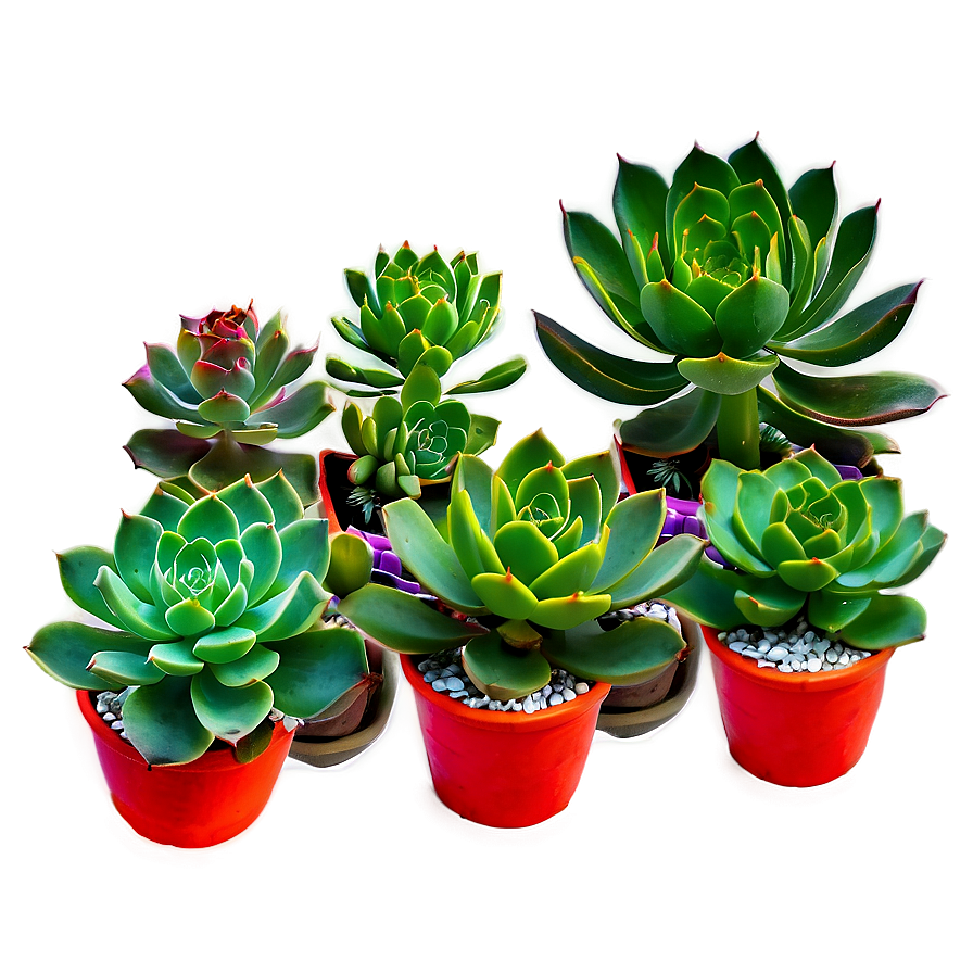 Colorful Succulents Mix Png Qqj25