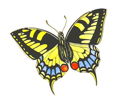 Colorful Swallowtail Butterfly Illustration