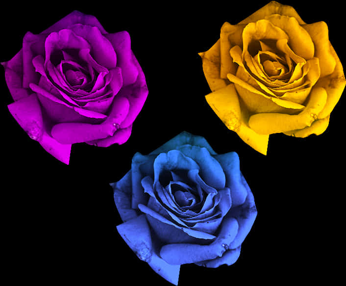 Colorful Trio Roses Black Background