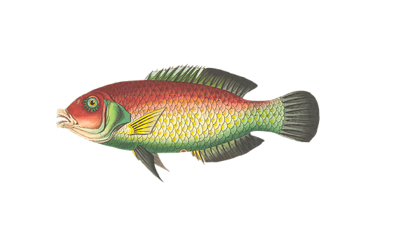 Colorful_ Tropical_ Fish_ Illustration