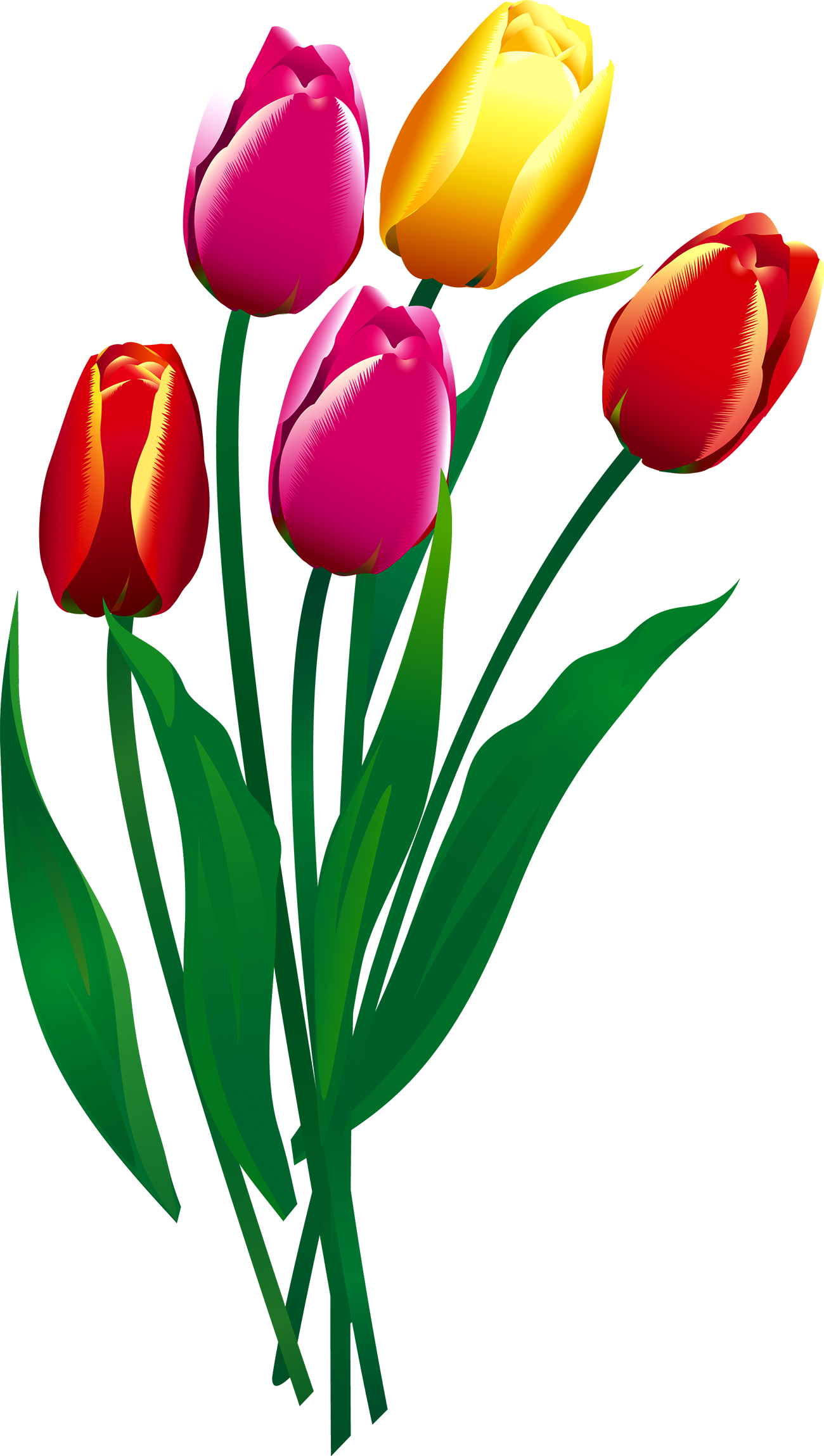 Flower Transprent Png Free Download Plant Petal - Sprenger's Tulip, Transparent Png PNG with transparent background