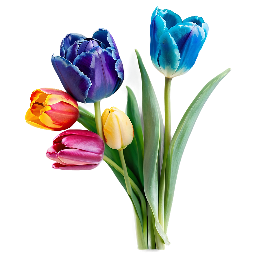 Colorful Tulip Bouquet Png 05242024