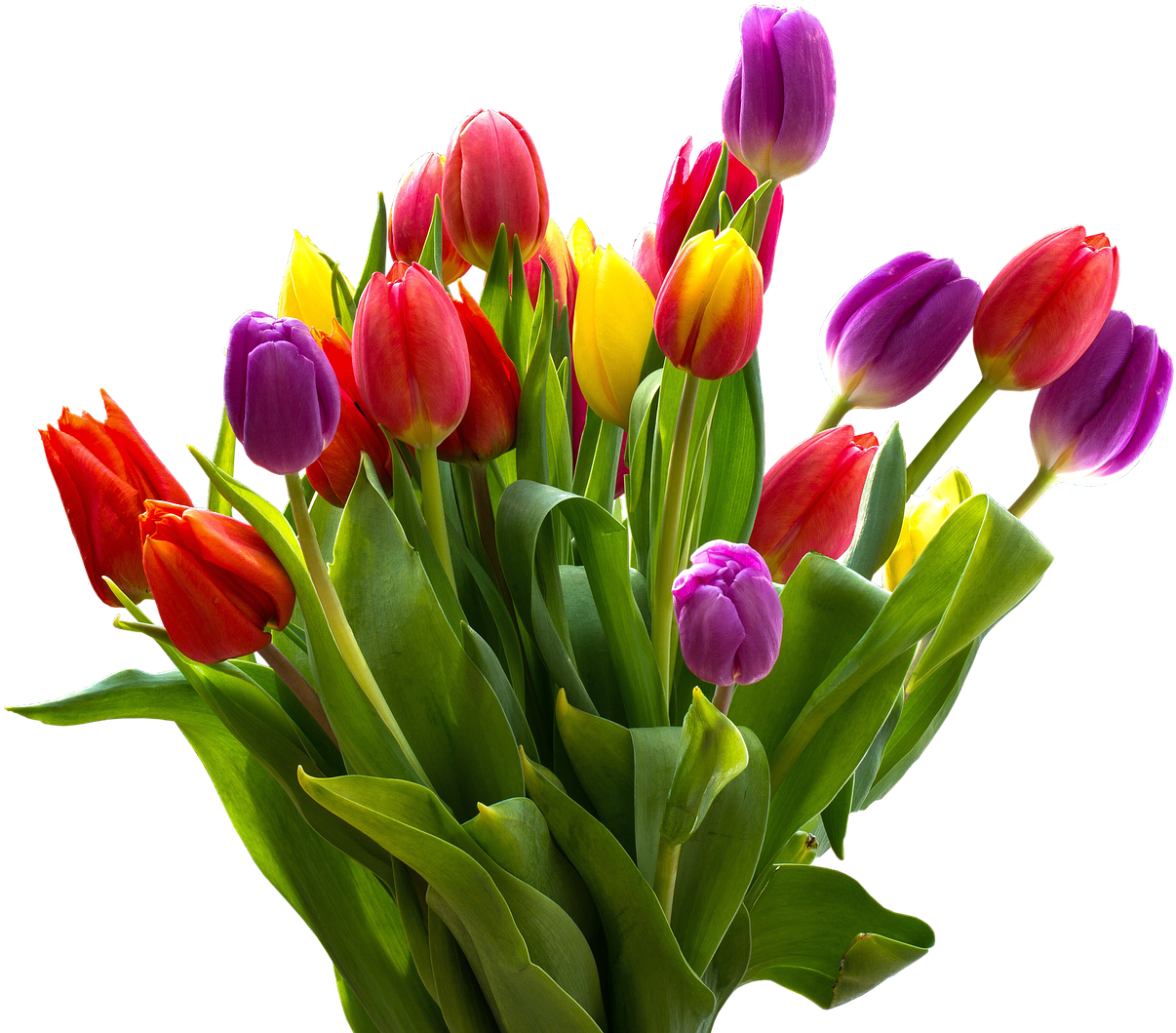 Colorful Tulip Bouquet Transparent Background