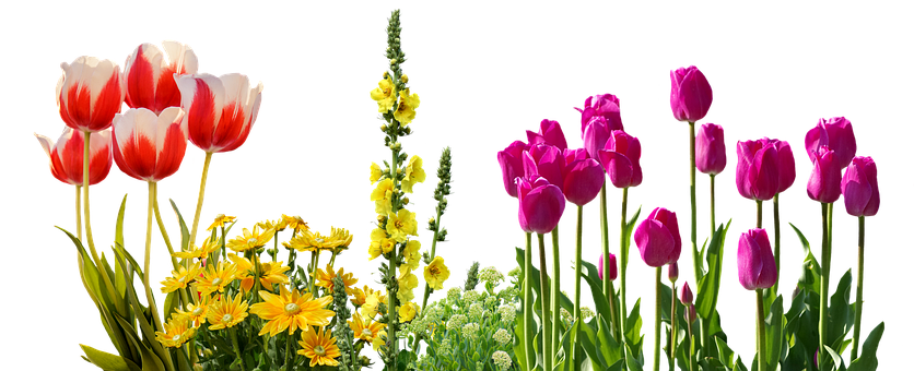 Colorful_ Tulips_and_ Spring_ Flowers_ Against_ Black_ Background.jpg PNG with transparent background