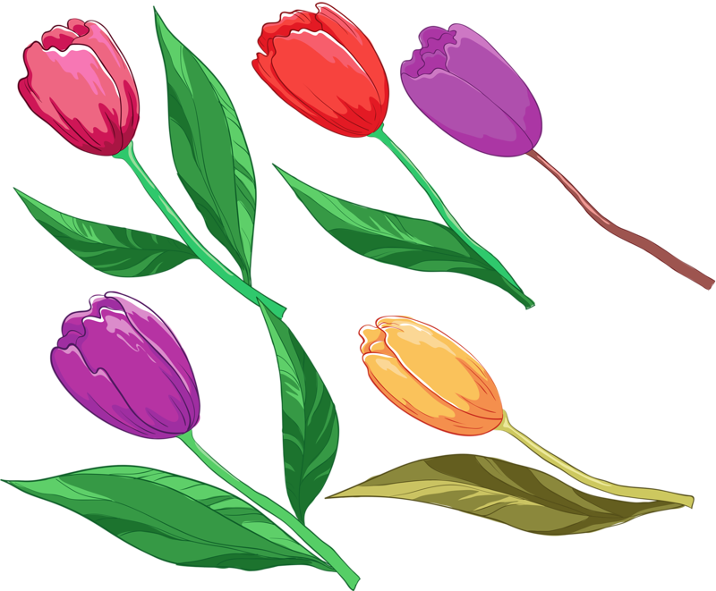 Lady Tulip, HD Png Download PNG with transparent background