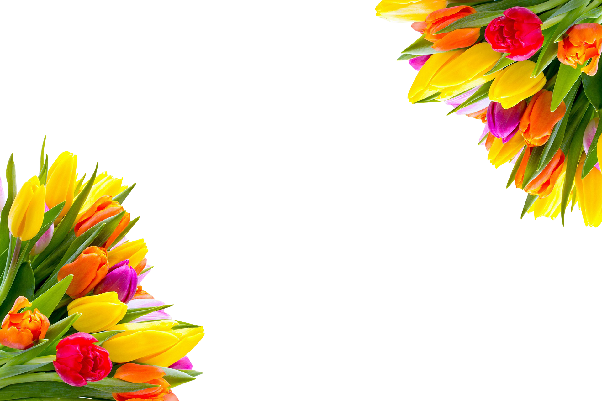 Colorful Tulipson Black Background PNG with transparent background