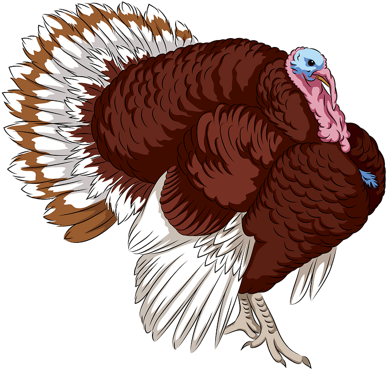 Colorful Turkey Illustration