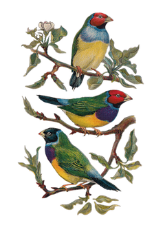 Colorful Vintage Bird Illustration