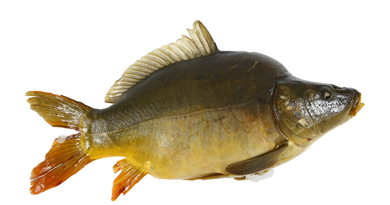 Common Carp Side View