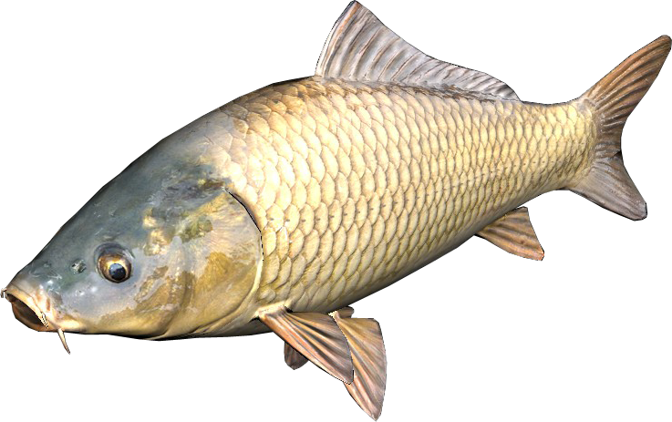 Common Carp Side View