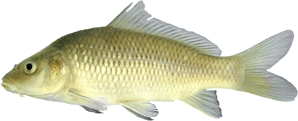 Common Carp Side View