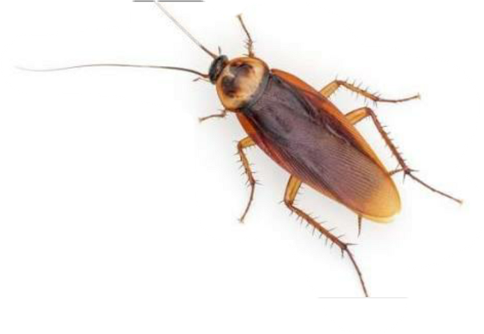 Common Cockroach Isolated PNG image with a transparent background, free high-resolution download