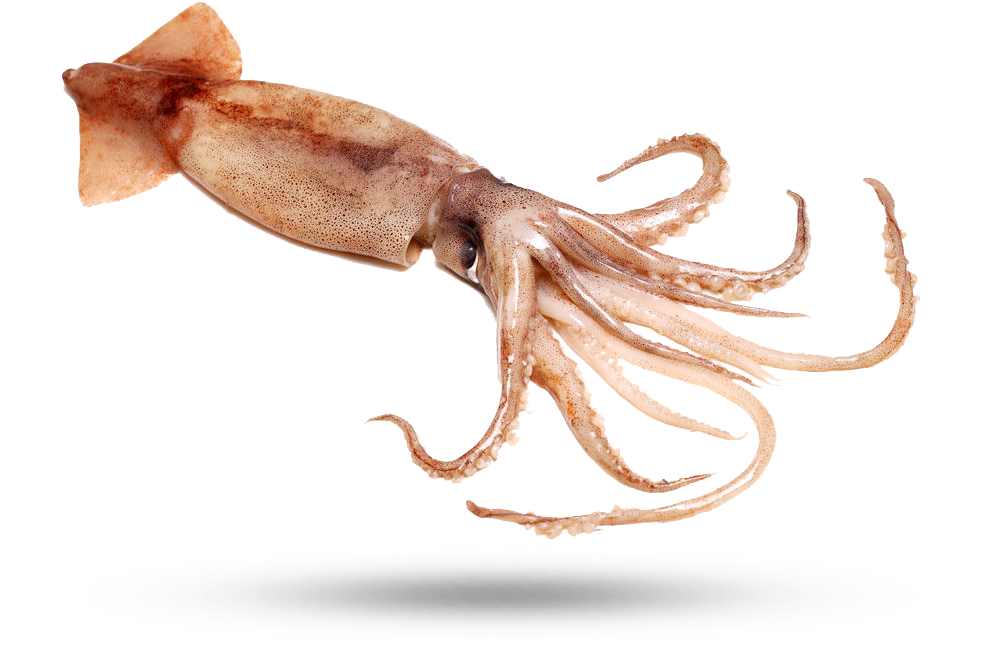 Common Squid Swimming