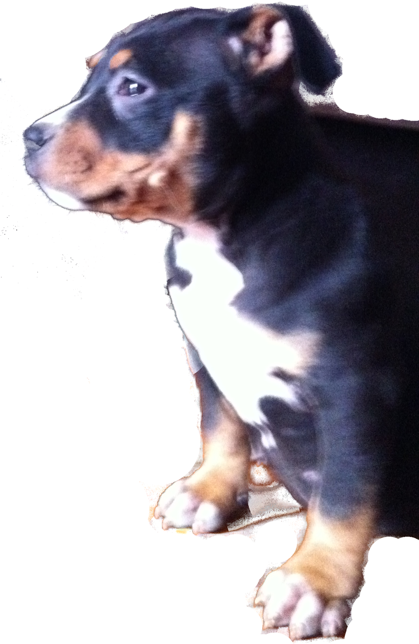 Companion Dog, HD Png Download PNG with transparent background